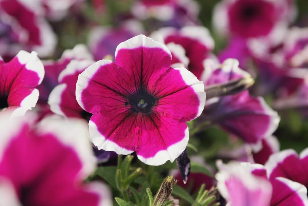 Close-up of a Petunia 'Burgundy Picotee' flower in a 10cm pot, featuring a dark centre and white-edged burgundy petals, surrounded by similar blooms and lush green foliage.