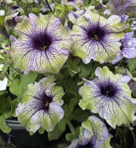 A cluster of light green and purple petunias with dark purple veins growing in a black pot, surrounded by green leaves.
