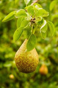 A single ripe pear hangs from a tree branch surrounded by green leaves.