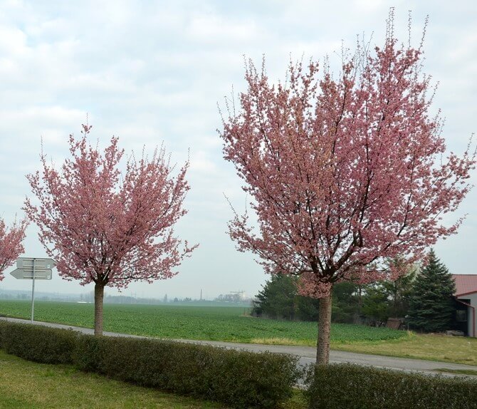 Two Prunus 'Pink Flair®' ornamental cherry trees with pink blossoms stand beside a road and green field under a cloudy sky. A hedge lines the roadside, and buildings appear in the distance. Buy Prunus 'Pink Flair®' to create this beauty.
