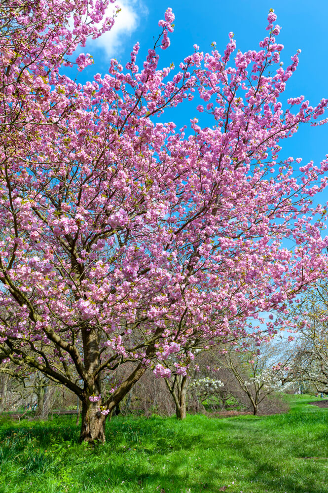 A cherry blossom tree with vibrant pink flowers stands in a grassy area beneath a blue sky. Bring this beautiful spring scene home with the Prunus 'Pink Flair®' Ornamental Cherry 13" Pot.
