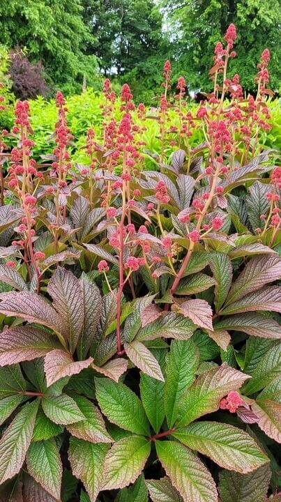 Rodgersia 'Bronze Peacock' 7" Pot