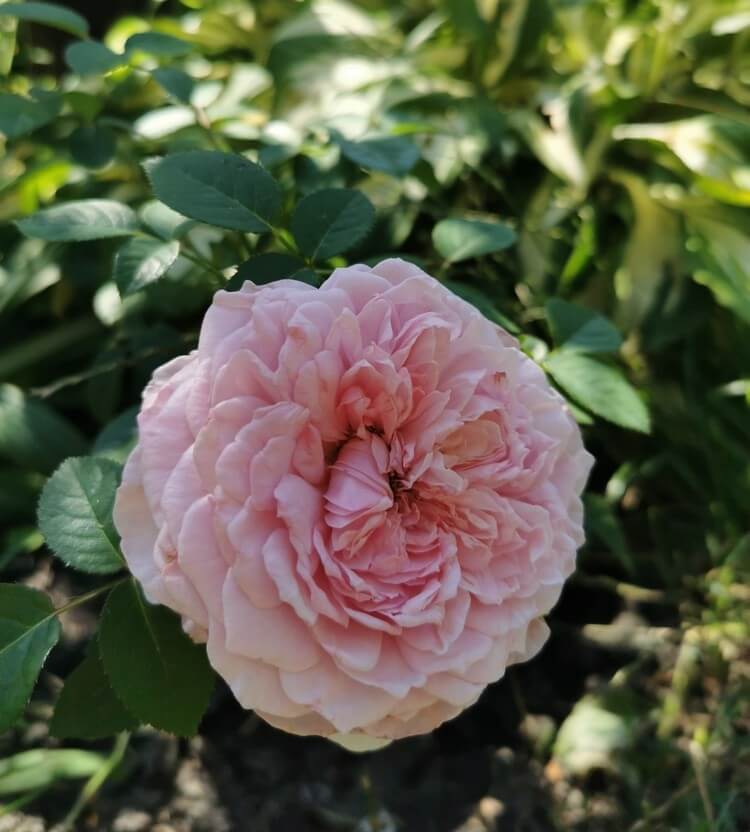 A pink rose in full bloom with green leaves and blurred foliage in the background.
