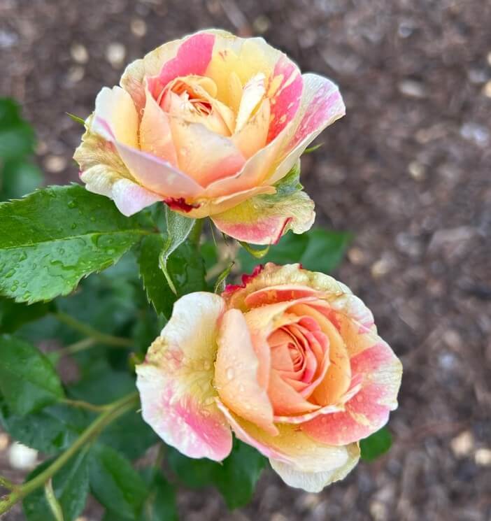 Two Rose 'Heidi's Wedding' Bush Form blooms in peach and pink hues, with dewdrop-adorned petals, are shown close-up against green foliage and a blurred brown soil background.