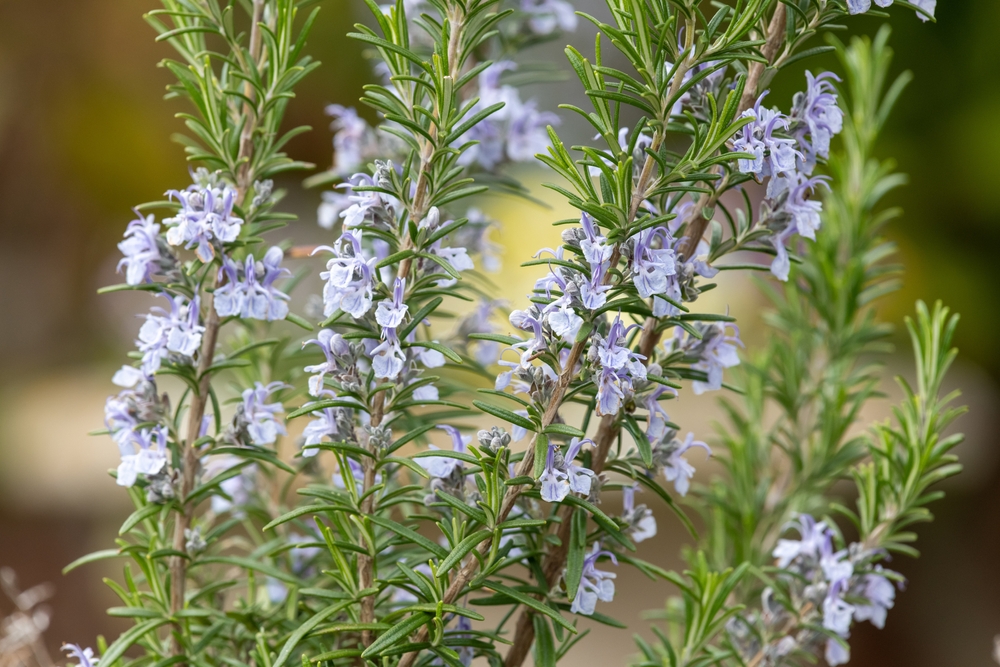 Close-up of Rosmarinus 'Common Rosemary' (Copy) highlighting its narrow green leaves and small light purple flowers.