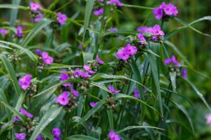 Tradescantia 'Sweet Kate' (Copy) features green foliage and clusters of bright purple flowers; its long, slender leaves glisten with droplets of water.