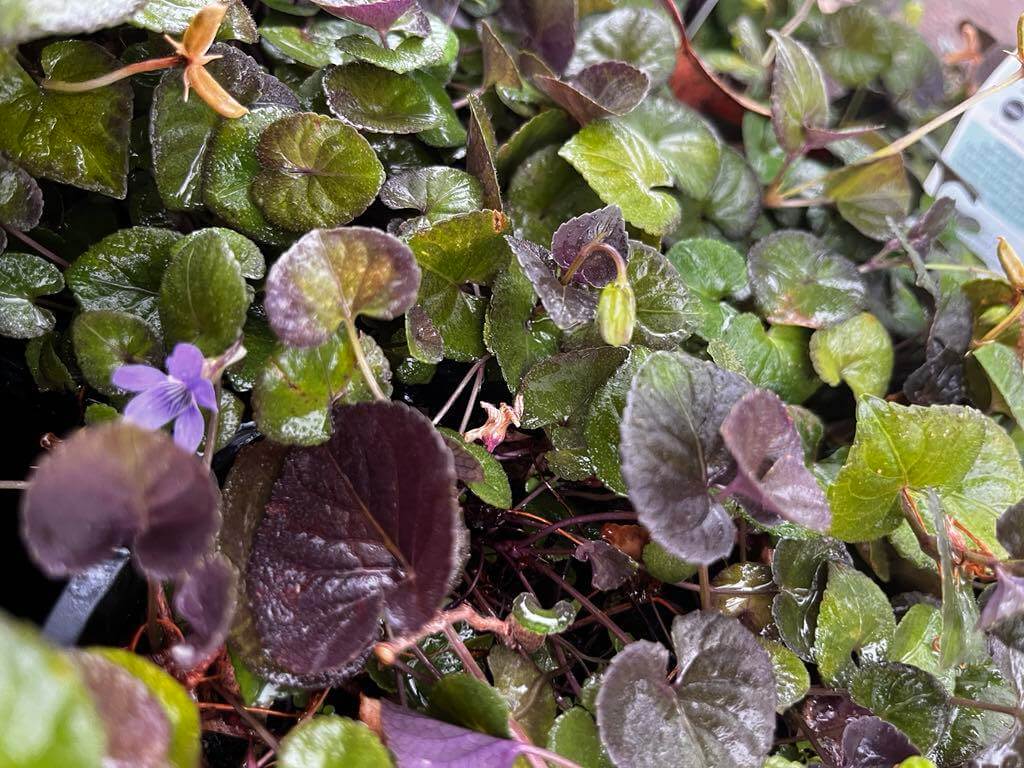 Close-up of dense green and purple foliage with a single small purple flower visible among the leaves.
