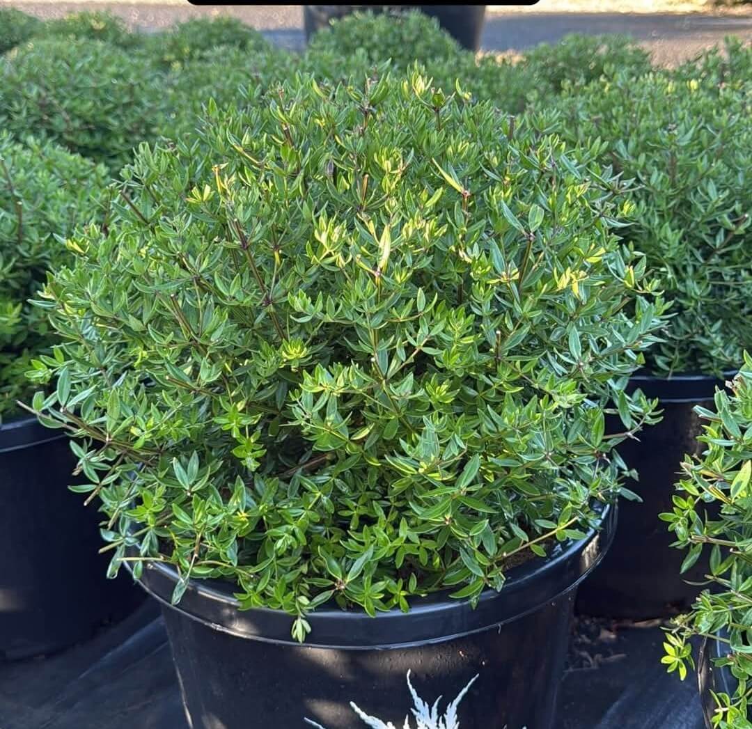 A Westringia 'Naringa™' 13" Pot (Topiary Ball) with dense green foliage is displayed in a black plastic pot among other similar outdoor potted plants.