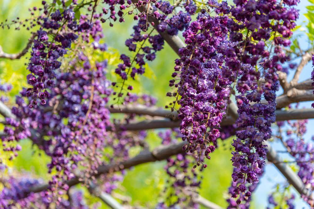Close-up of Wisteria floribunda 'Black Dragon' in an 8" pot, featuring clusters of small purple flowers hanging from its branches against a blurred green and blue background.