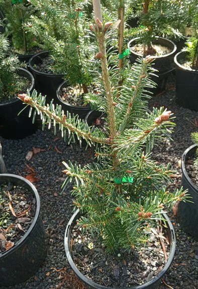 Abies fraseri 'Fraser's Fir' in an 8" pot, displayed among other potted trees on gravel ground.