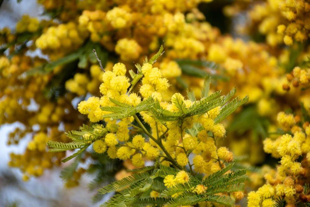 Acacia 'Umbrella Wattle' Prostrate 8" Pot