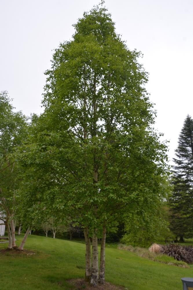 A Betula 'Fargo Dakota Pinnacle' Birch in a 16" pot features dense green foliage and stands tall on a grassy lawn, with other trees and shrubs visible in the background.