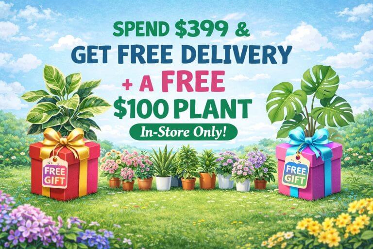 Illustration of potted plants and gift boxes with text: “Spend £399 & get free delivery + a free £100 plant. In-store only!” on a floral outdoor background, perfect for the Holiday Plant Sale.