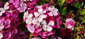 Dianthus 'Dart Pink Magician' 15cm Pot features vibrant pink and white blooms with lush green leaves, perfect for adding colour to your space.