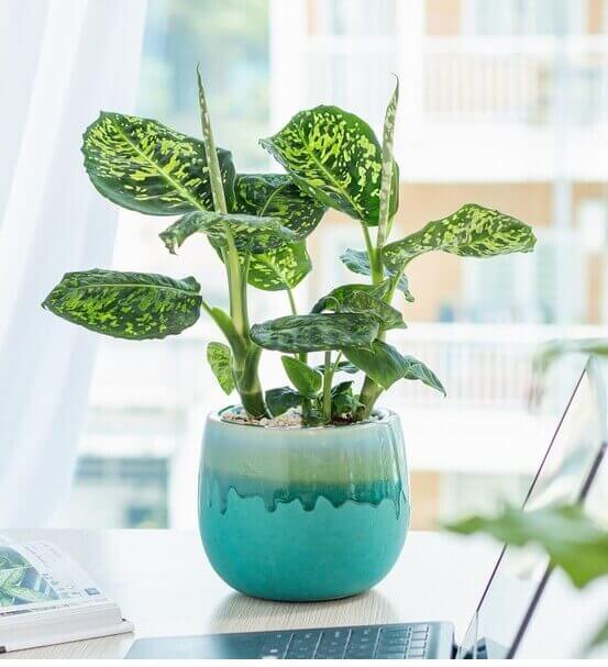 A potted Dieffenbachia plant with green and yellow variegated leaves sits on a desk near a window, in a blue ceramic pot.