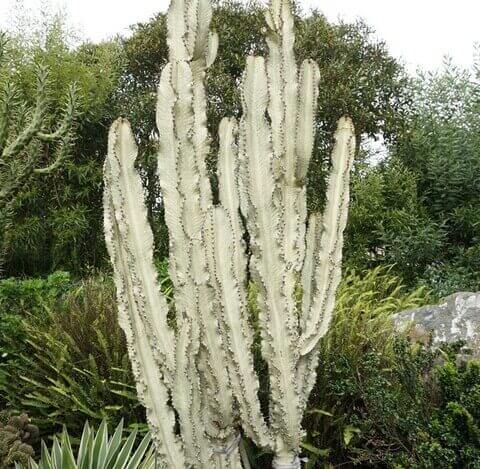 Tall, pale candelabra cactus with multiple upright arms growing in a lush, green outdoor garden setting.