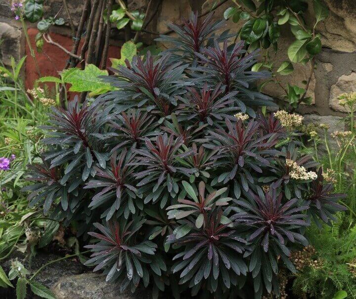 Euphorbia 'Miner’s Merlot' in an 8" pot features dense growth, dark green narrow leaves, and reddish stems—perfect for adding rich colour among other plants or by a stone wall.