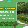 A neatly trimmed ficus hedge lines a garden path next to text that reads, "Choosing the Right Ficus for Your Garden: Chris’s Expert Guide.