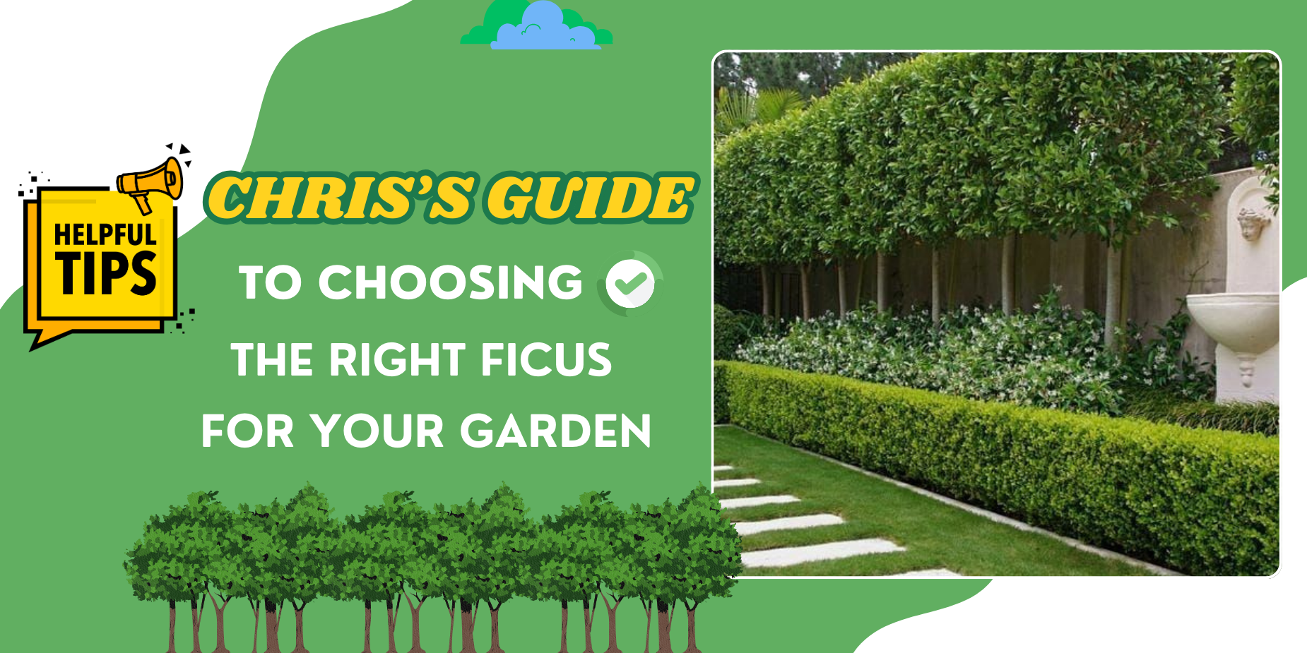 A neatly trimmed ficus hedge lines a garden path next to text that reads, "Choosing the Right Ficus for Your Garden: Chris’s Expert Guide.