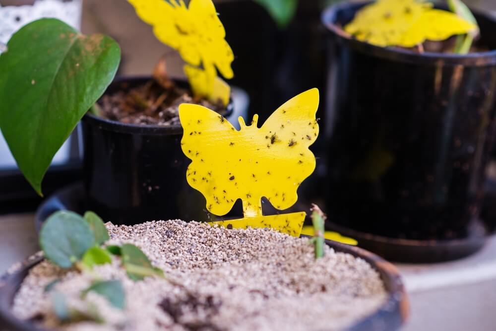 The Gnat Trap 10 Pack features yellow butterfly-shaped traps covered with small insects, placed in a potted plant among other pots—ideal for efficient gnat control.