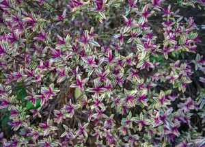 Hebe 'Jewel of the Nile' 8" Pot features a dense cluster of small, variegated leaves with green, white, and purple stripes, bringing vibrant colour and charm to any indoor or outdoor garden.