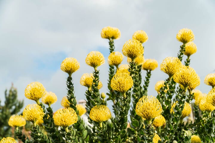 Yellow pincushion protea flowers blooming against a cloudy sky, with green foliage visible in the foreground.