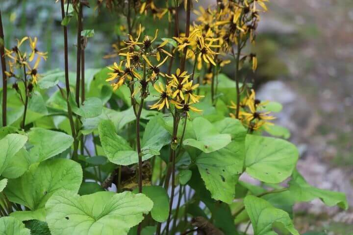 Ligularia 'Little Golden Ray' 7" Pot