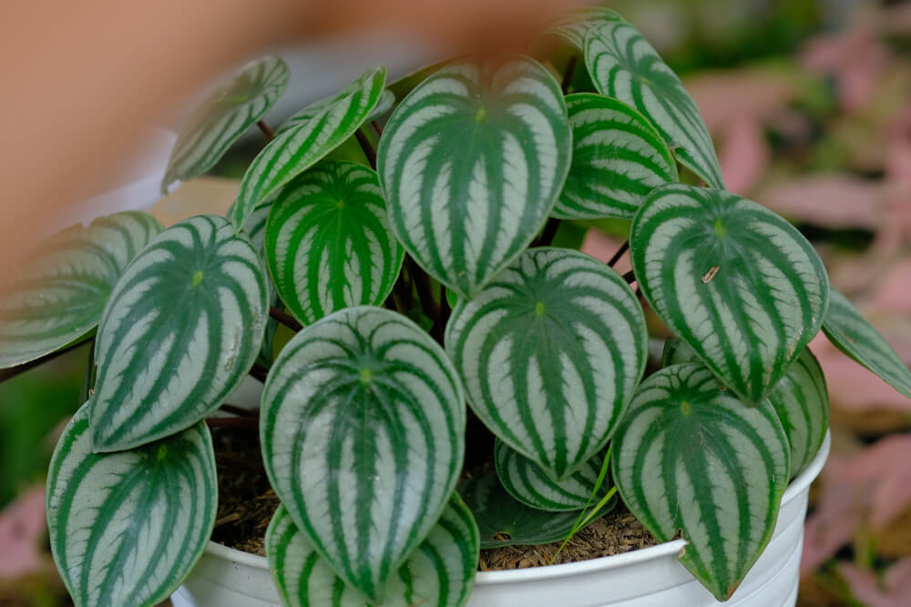 Peperomia 'Watermelon' 13cm Pot: A houseplant with green, heart-shaped leaves striped in light green and white.