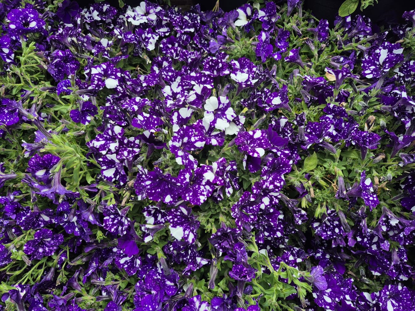 A dense cluster of purple flowers with white speckles, surrounded by green foliage, adds charm to any cottage garden. Perfect for your next flower sale.