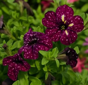 Three Petunia 'Galaxy' flowers bloom among green leaves, displaying dark purple petals with white speckles in a 10" hanging basket.