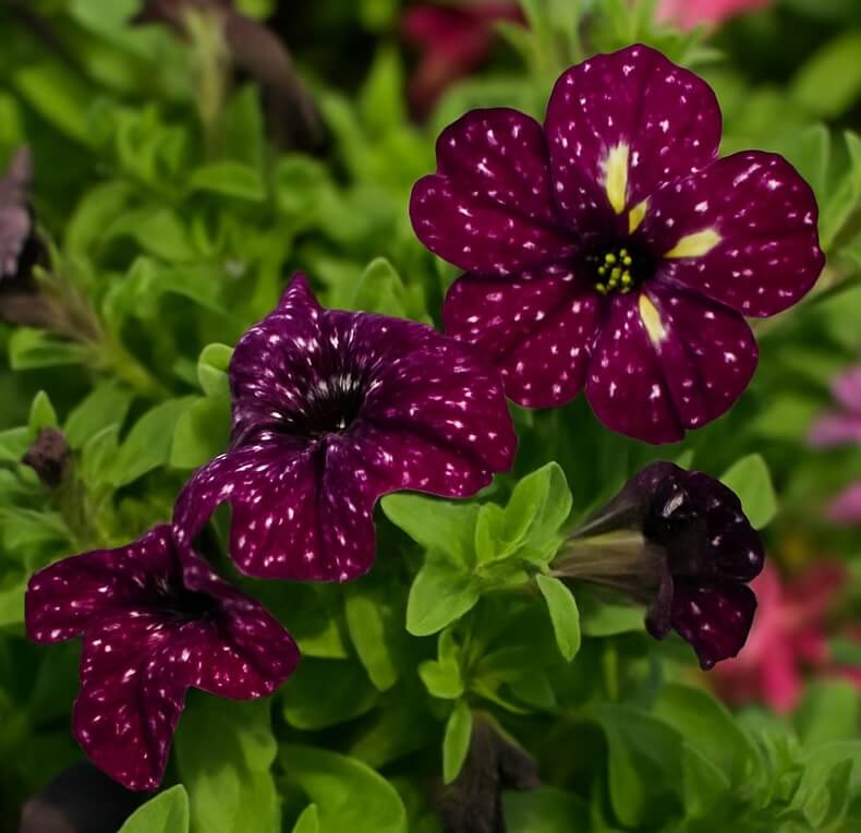Three Petunia 'Galaxy' flowers bloom among green leaves, displaying dark purple petals with white speckles in a 10" hanging basket.