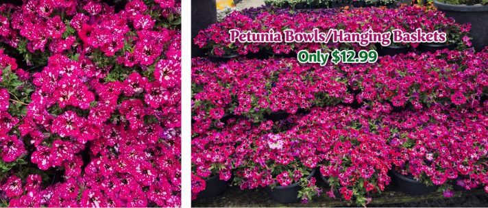 Bright pink petunias displayed in bowls and hanging baskets, perfect for a charming Cottage Garden. Sign reads "Petunia Bowls/Hanging Baskets Only £12.99"—don’t miss this flower sale!.