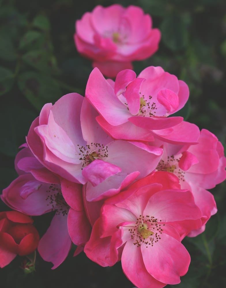The Rose 'Smooth Touch® Smooth Harmony' Bush Form features vibrant, bright pink blooms framed by lush green leaves, creating a beautifully harmonious display.