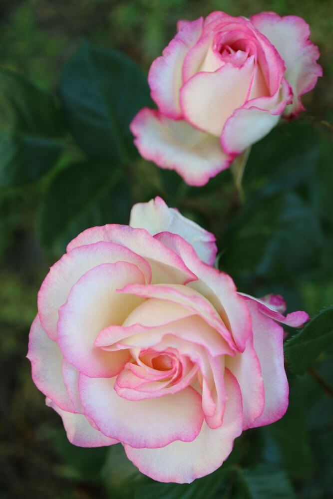 Two cream-coloured roses with pink edges bloom among green leaves—Rosa 'Smooth Touch® Smooth Angel' Bush Form beautifully displays the delicate charm of Smooth Touch petals.