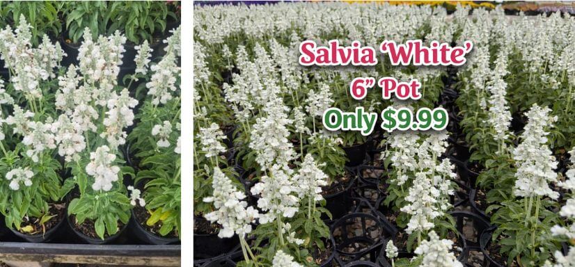 White Salvia plants in 15cm pots for sale in a garden centre, perfect for adding charm to any cottage garden. A sign displays the flower sale price at £9.99.