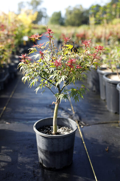 A potted Japanese maple tree with red-tipped leaves stands on a black ground covering in an outdoor nursery among other potted plants.