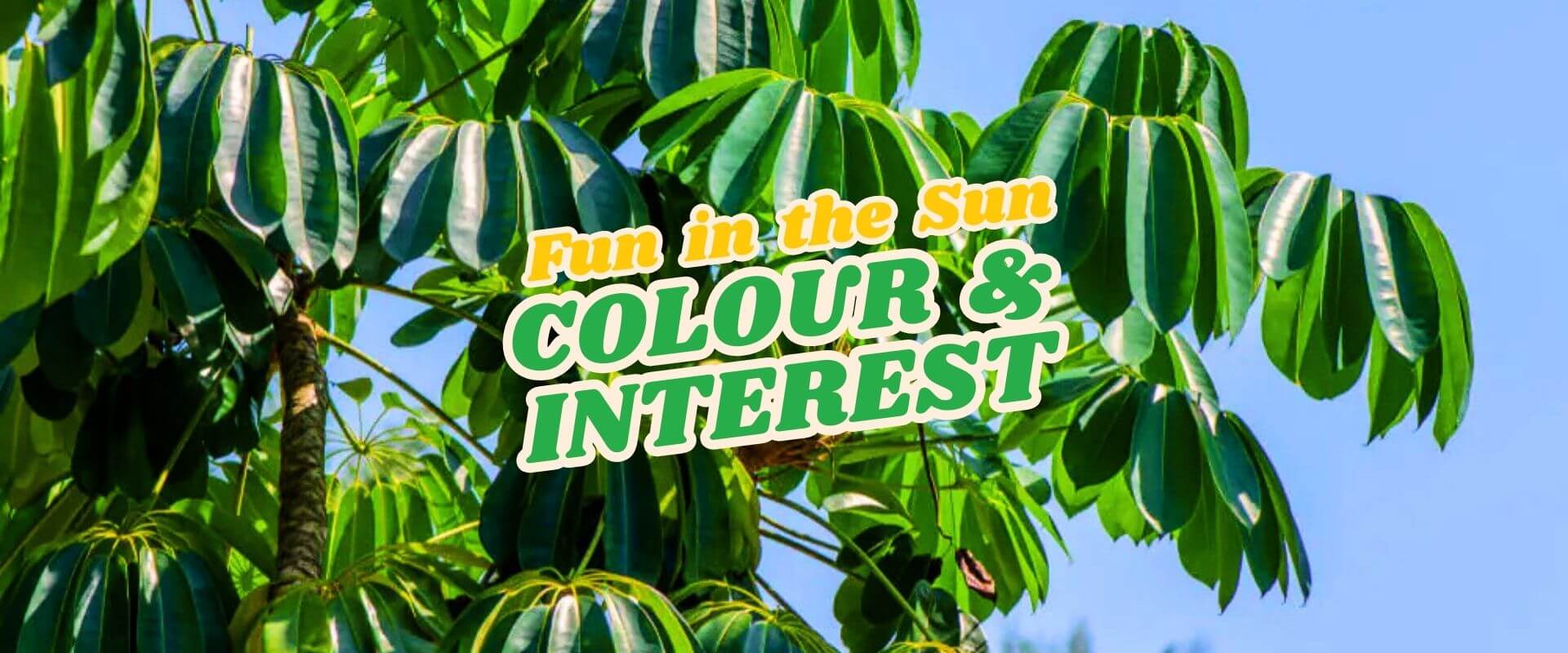 Large green tropical leaves reach towards a blue sky with bold, colourful "Fun in the Sun COLOUR & INTEREST" text overlaid, announcing our FUN IN THE SUN Flash Sale.