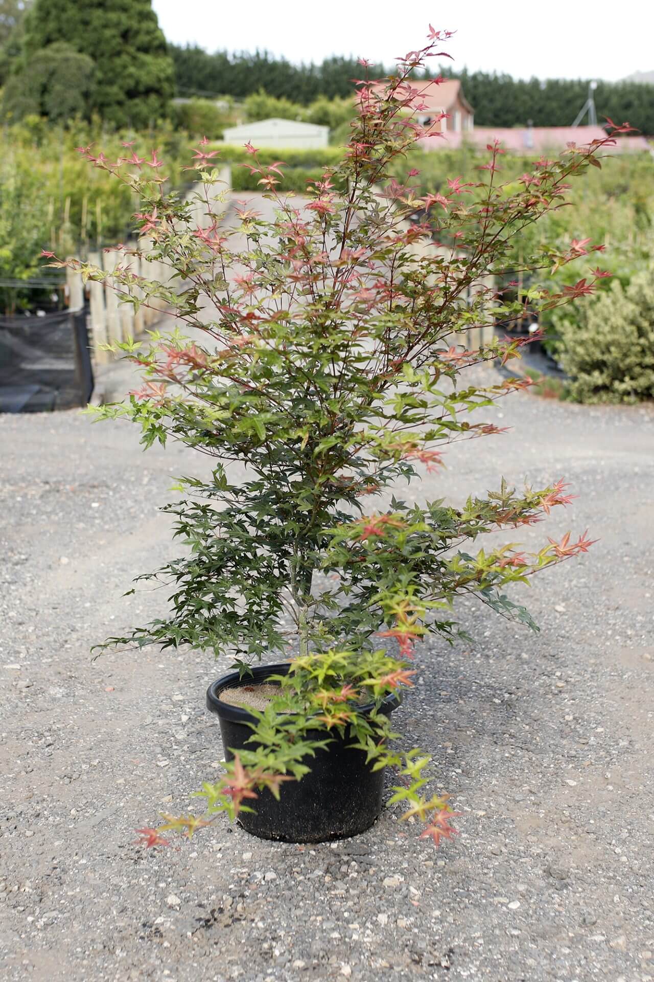 An Acer ‘Otome Zakura’ Japanese Maple in a 20" pot, featuring green and reddish leaves, is displayed on gravel at an outdoor garden centre.