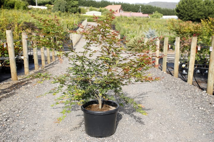 An Acer ‘Otome Zakura’ Japanese Maple in a 20" pot sits on a gravel path at an outdoor plant nursery, surrounded by wooden posts and rows of other plants.
