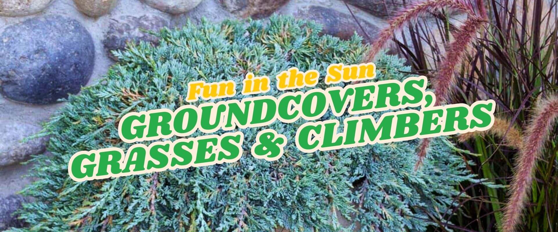 A shrub and ornamental grasses grow beside rocks; overlaid text reads, "Fun in the Sun: Groundcovers, Grasses & Climbers." Don’t miss our Flash Sale on selected garden favourites!.