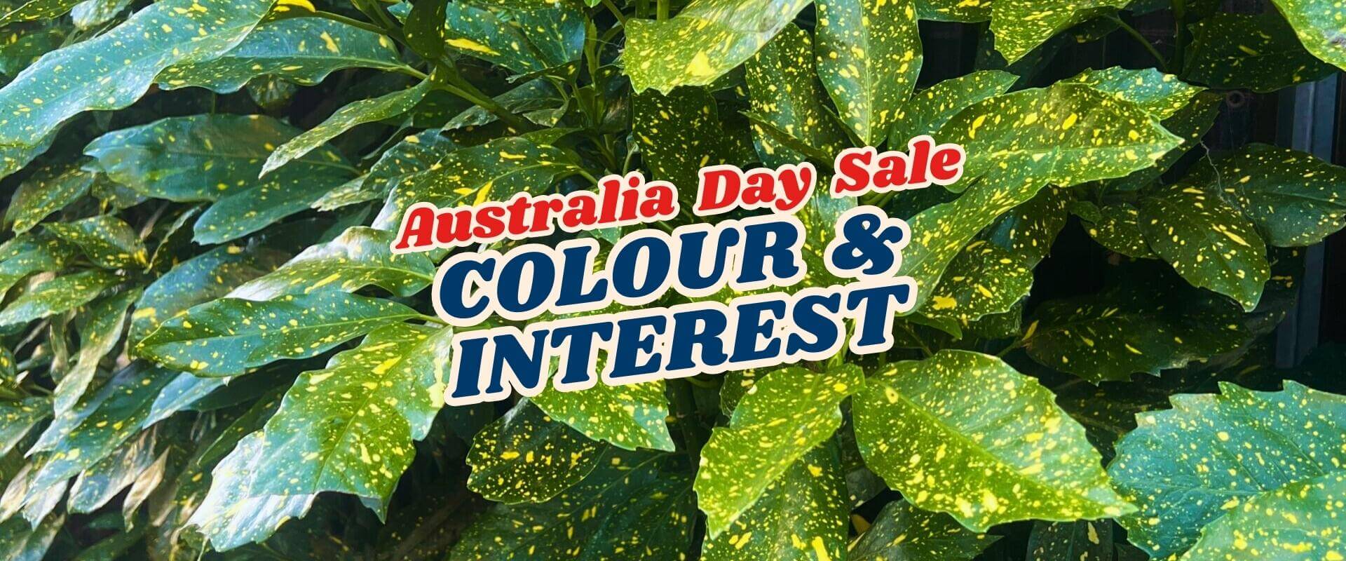 Text "Australia Day Flash Sale - Part 2: COLOUR & INTEREST" over green and yellow spotted leaves in the background.