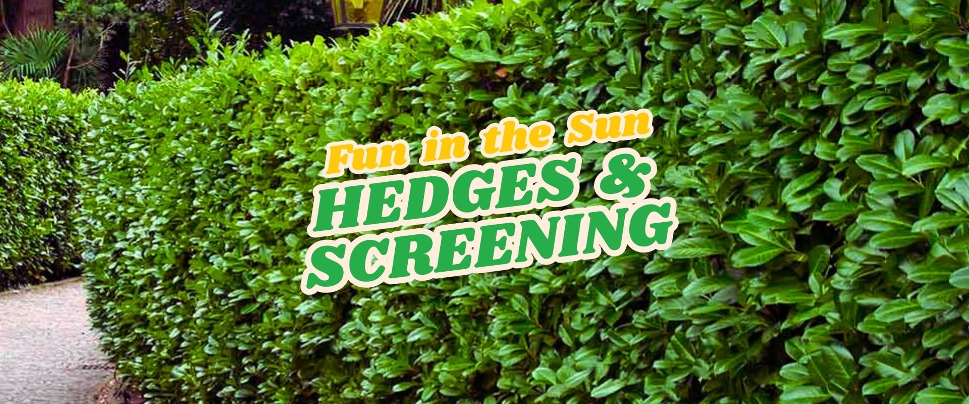A neatly trimmed green hedge lines a walkway with the text "Fun in the Sun HEDGES & SCREENING—Flash Sale!" overlaid in bold letters.