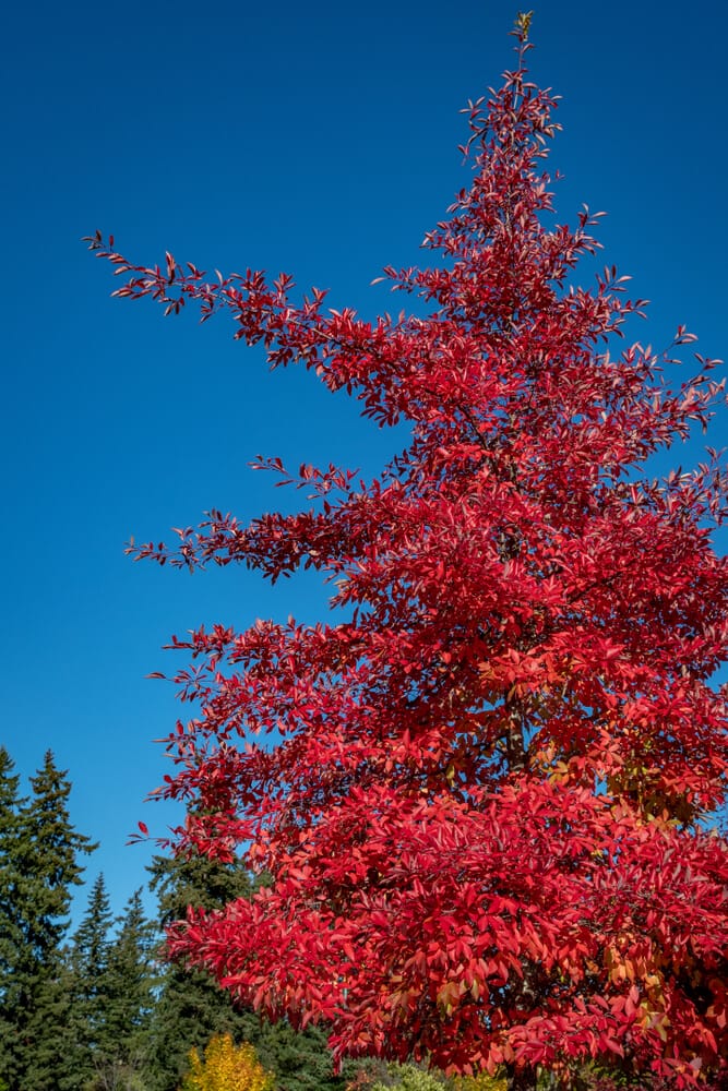 The Acer rubrum 'Bowhall' 10" Pot features vibrant red autumn foliage set against a blue sky, with lush green trees in the background.