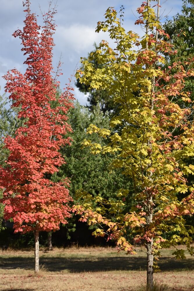 Two trees stand in a grassy area; an Acer rubrum 'Bowhall' in a 10" pot displays red autumn leaves, whilst the other tree shows yellow. More green Bowhall trees are visible in the background beneath a partly cloudy sky.