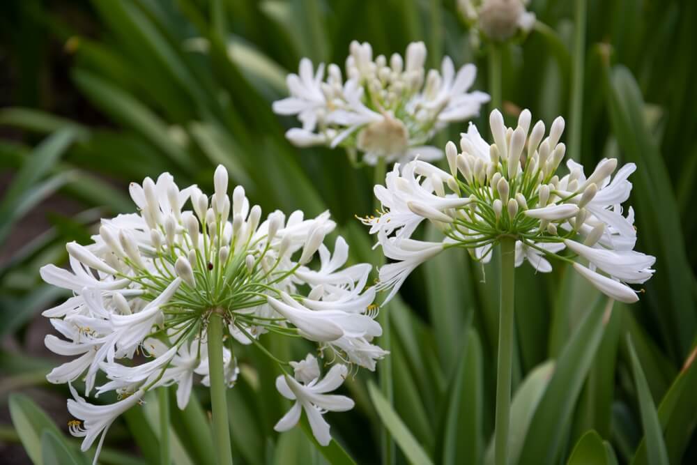 White agapanthus flowers in bloom with green leaves in the background.
