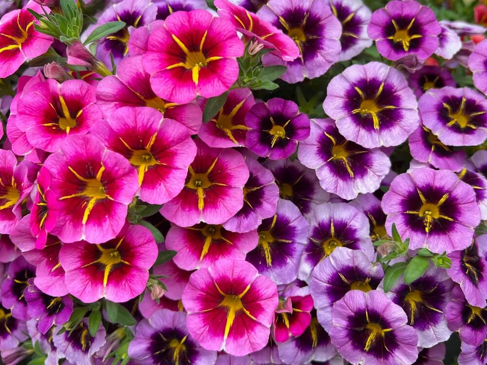 A cluster of pink and purple petunia flowers with yellow centres, densely packed and surrounded by green leaves.