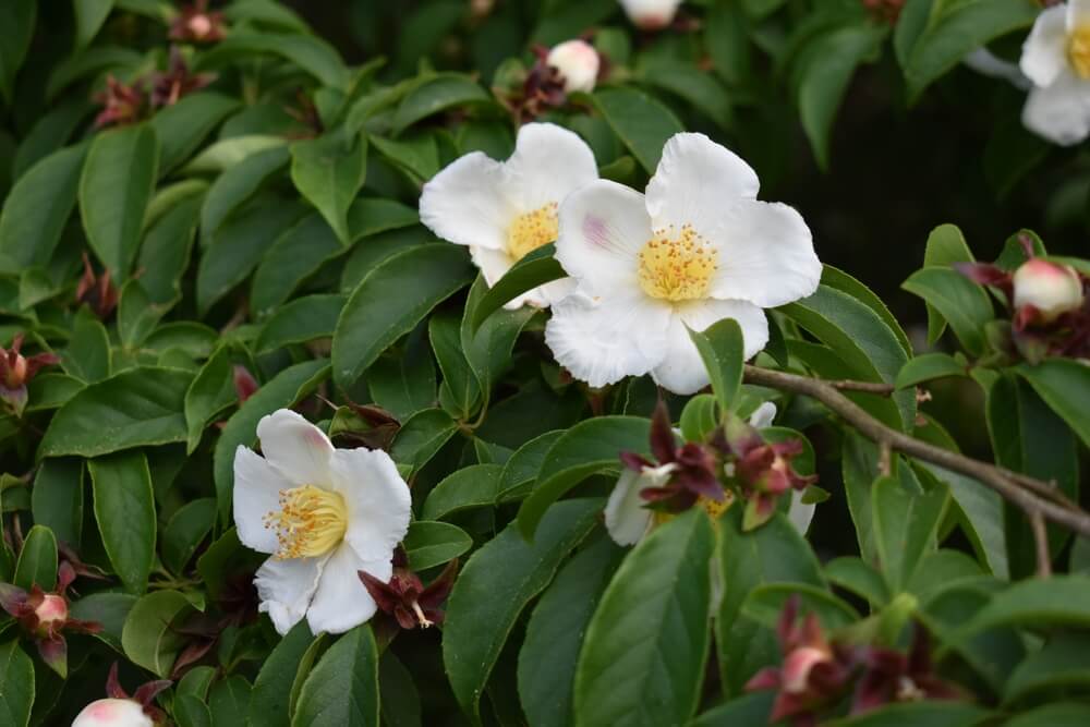 Camellia shrubs display white flowers with yellow centres blooming among green leaves and unopened buds.