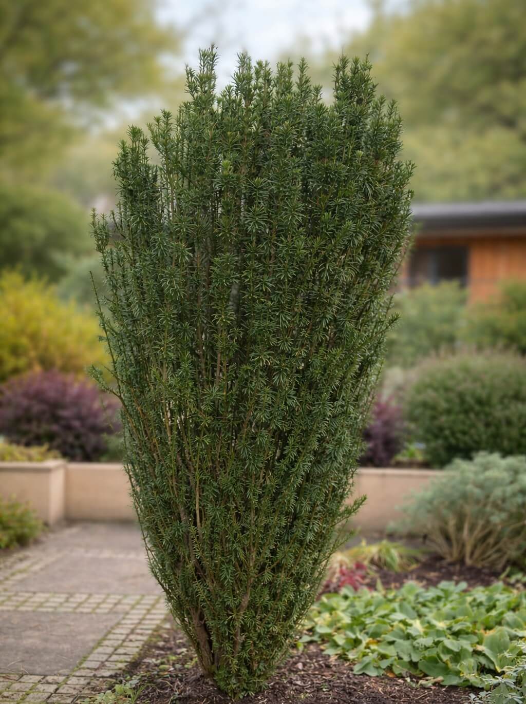 Lagerstroemia 'Pinky Pink™' Crepe Myrtle 8" Pot is an upright evergreen shrub with dense dark green foliage, perfect for adding year-round beauty to any landscaped garden.