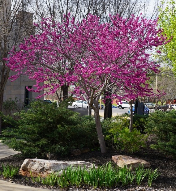 The Cercis 'Little Woody' Redbud 12" Pot features vibrant pink blossoms, set among green shrubs, rocks, and a pavement with parked cars in the background.
