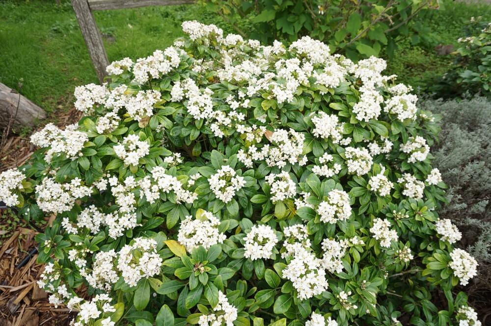 Choisya 'Mexican Orange Blossom'